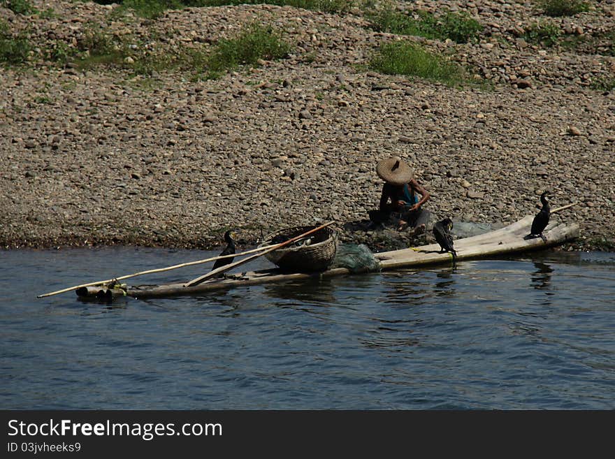 Traditional fishing with cormorants on the river near Guilin. Traditional fishing with cormorants on the river near Guilin