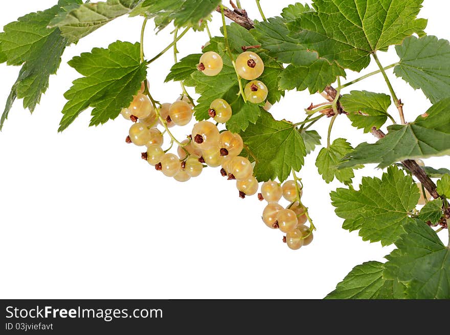 White currant