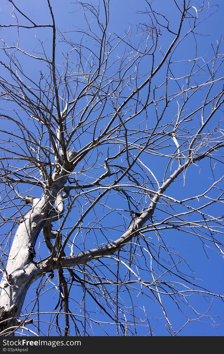 An old snag tree and blue sky