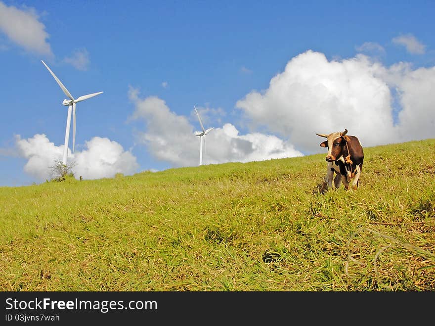 Cow on green grassy hill with windmills in background, blue sky and clouds. Cow on green grassy hill with windmills in background, blue sky and clouds