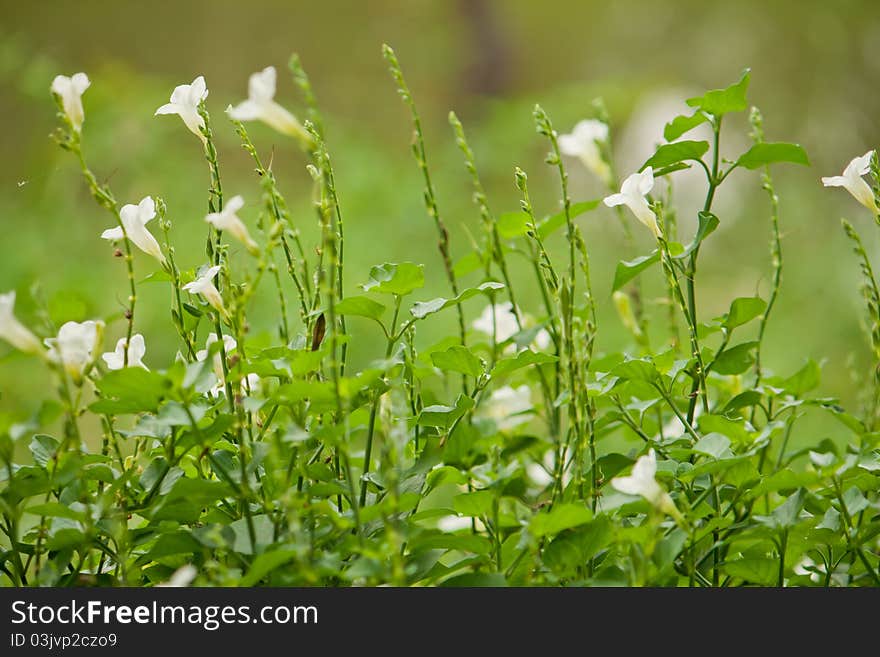 Chgagnag Flowers