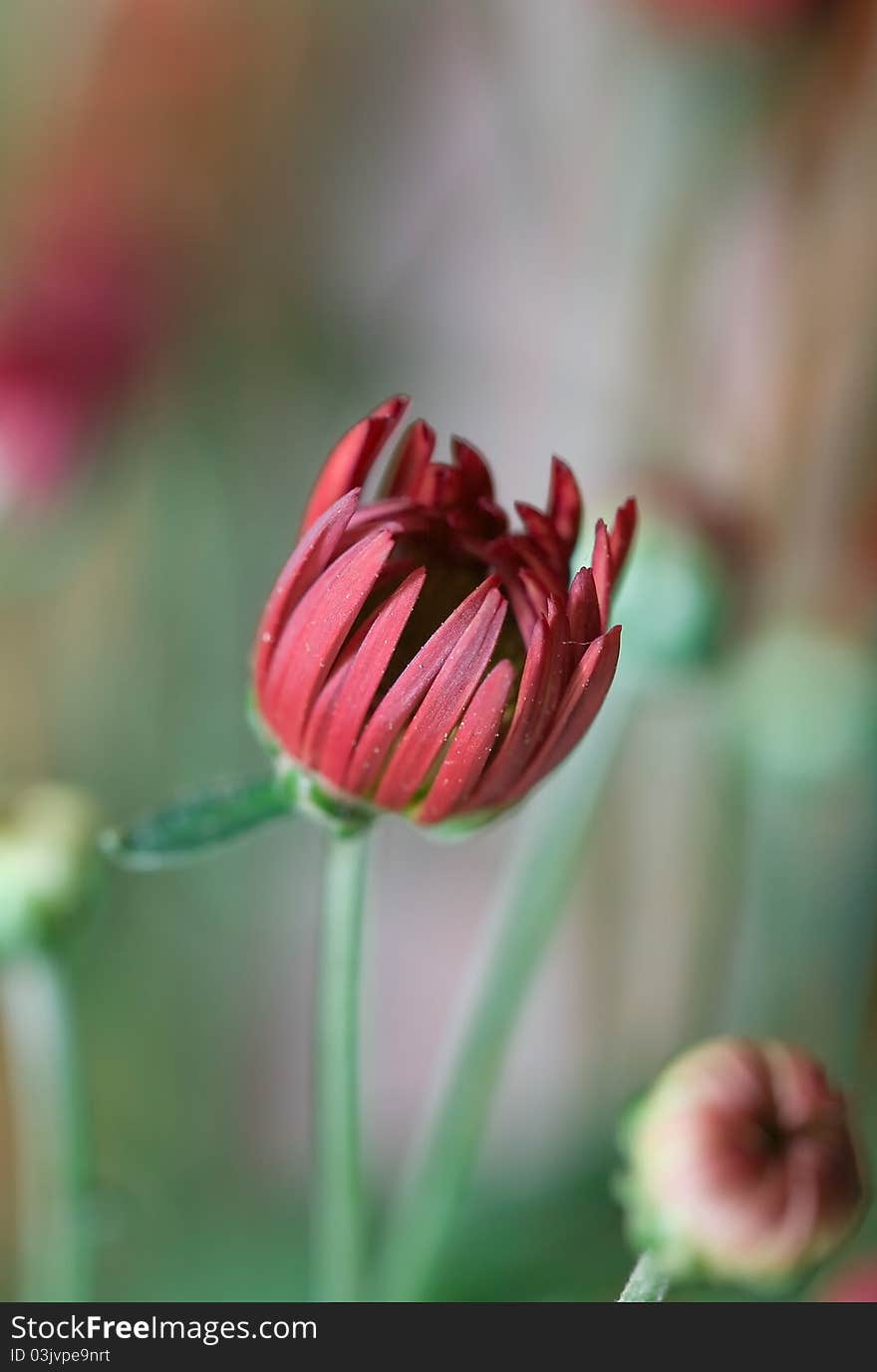 Flower background. Gerbera.