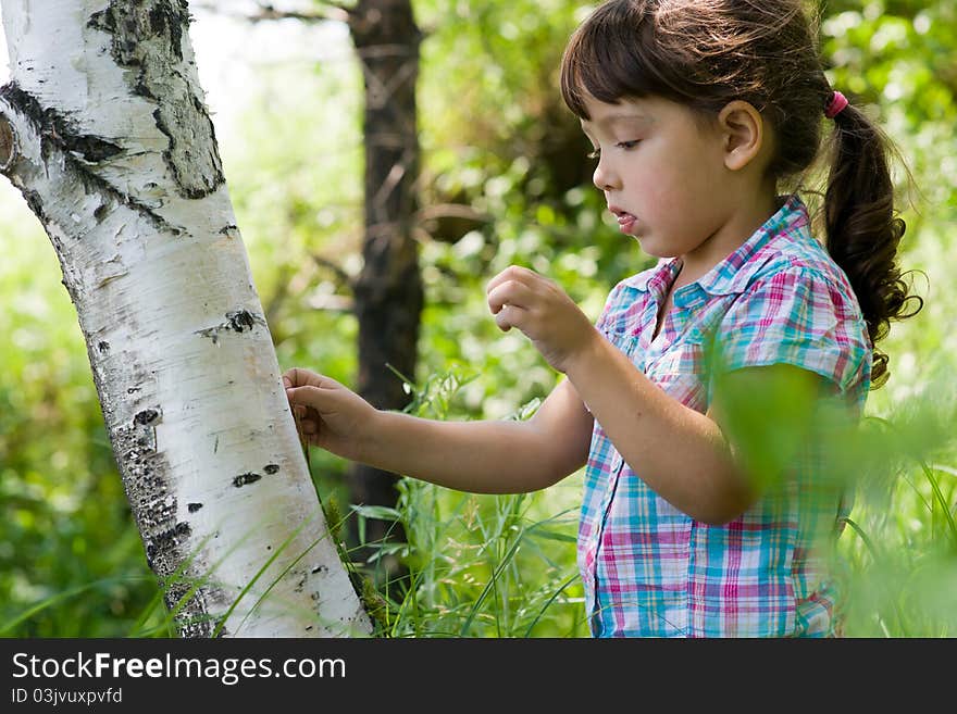 The girl peels a birch from a old bark. The girl peels a birch from a old bark