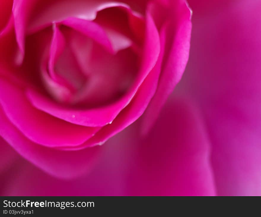 Macro shot of a pink rose