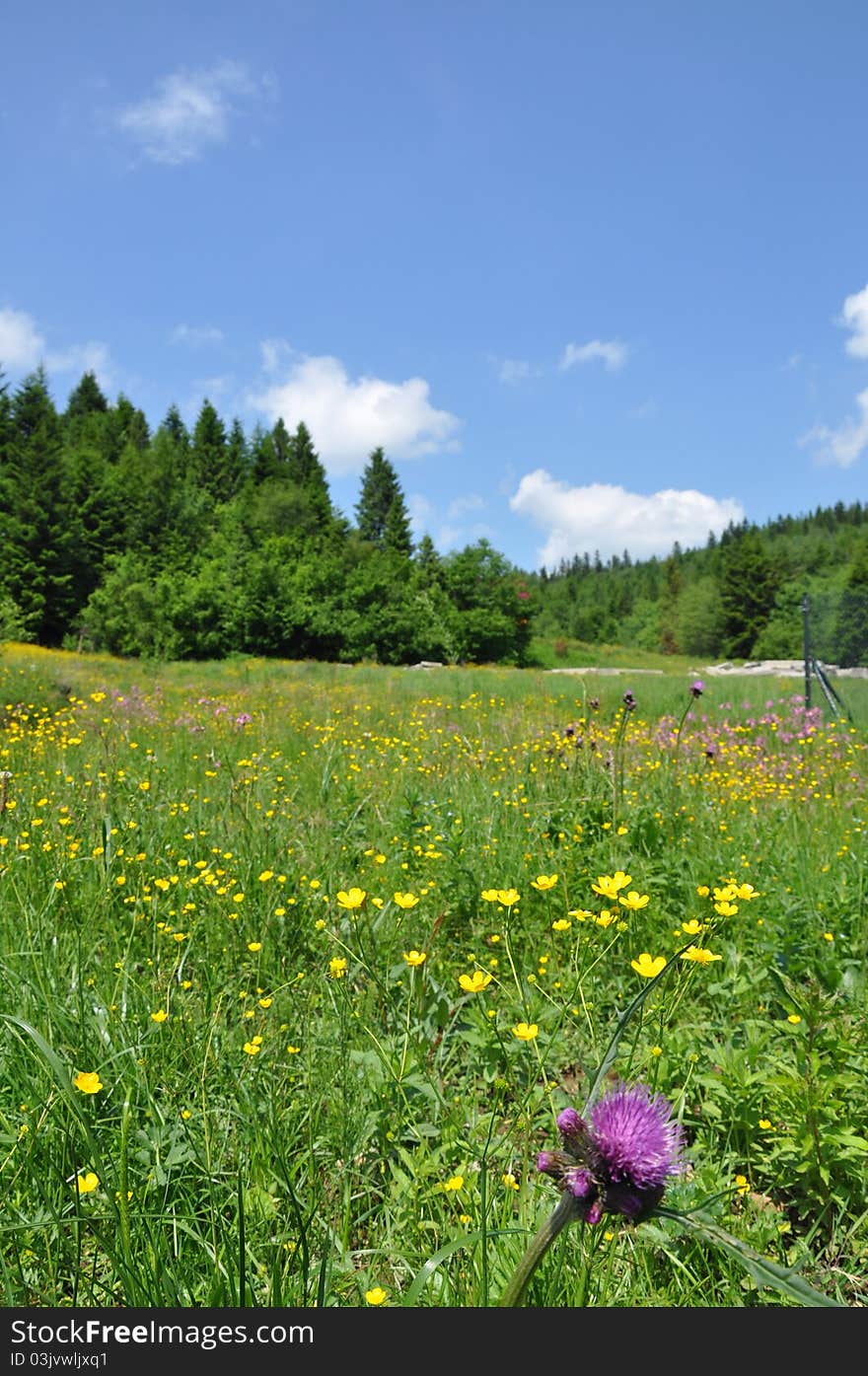 In Carpathian Mountains