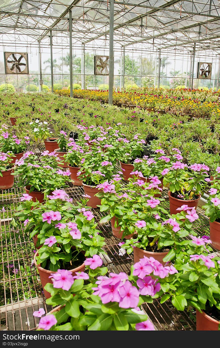 Many colour flowers in the canopy. Many colour flowers in the canopy