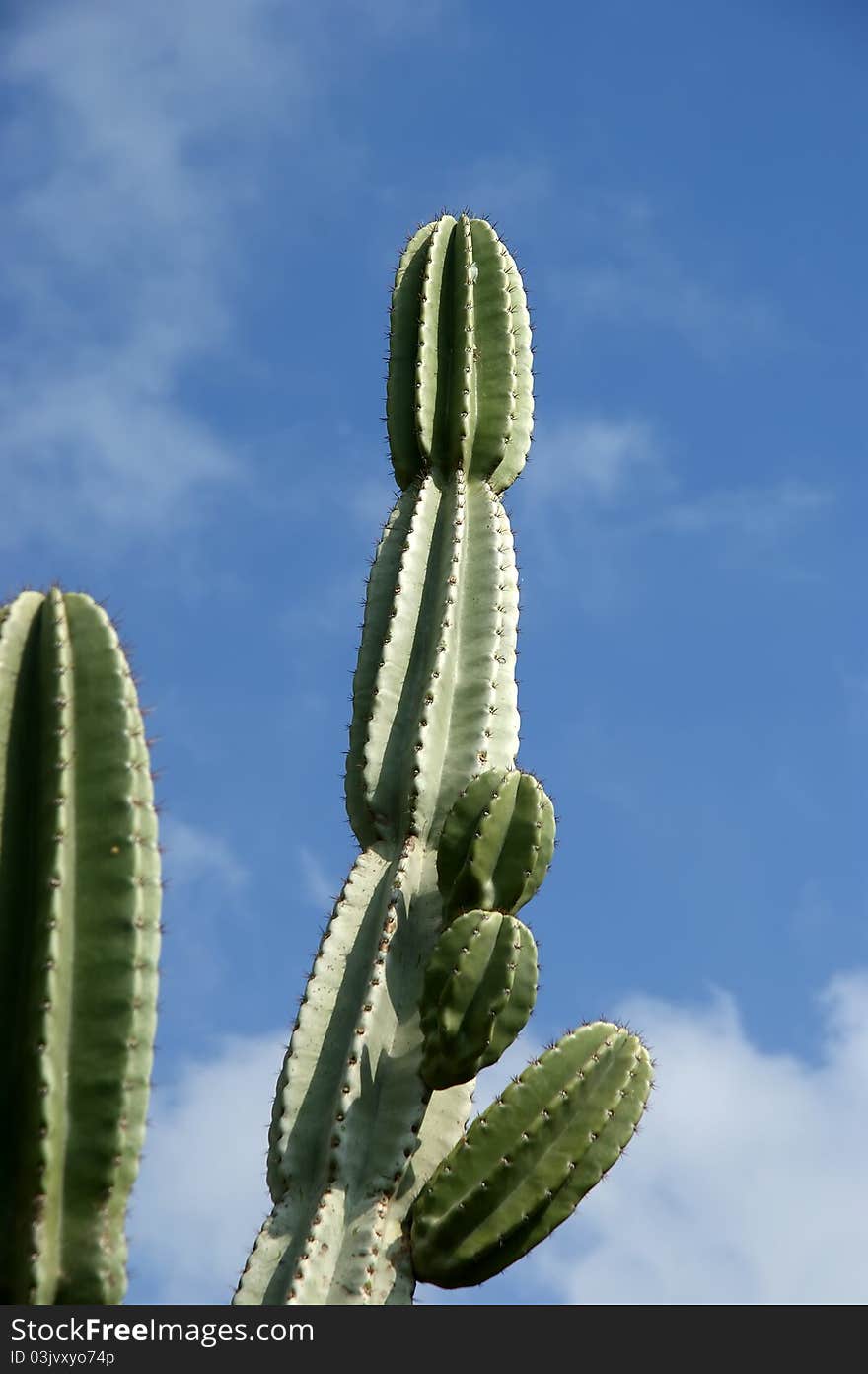 Cactuses closeup in natural conditions, on clear sky background