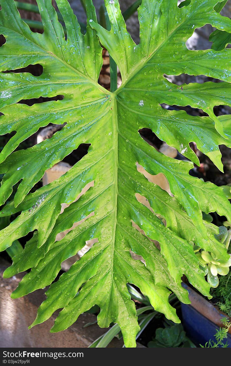 Close up photo of green leaf with drops of water