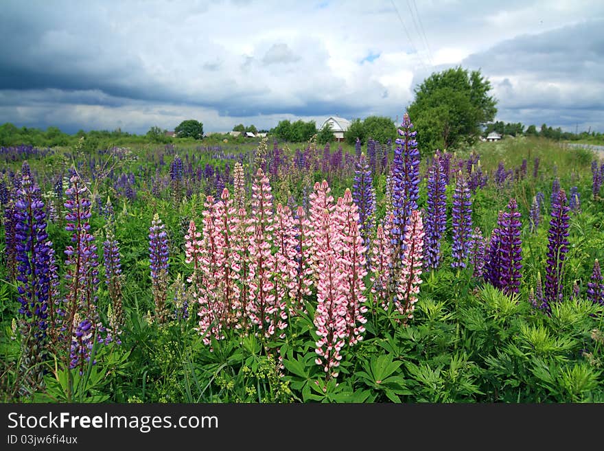 Lupines on field