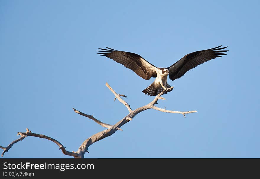 Osprey in and around the nest