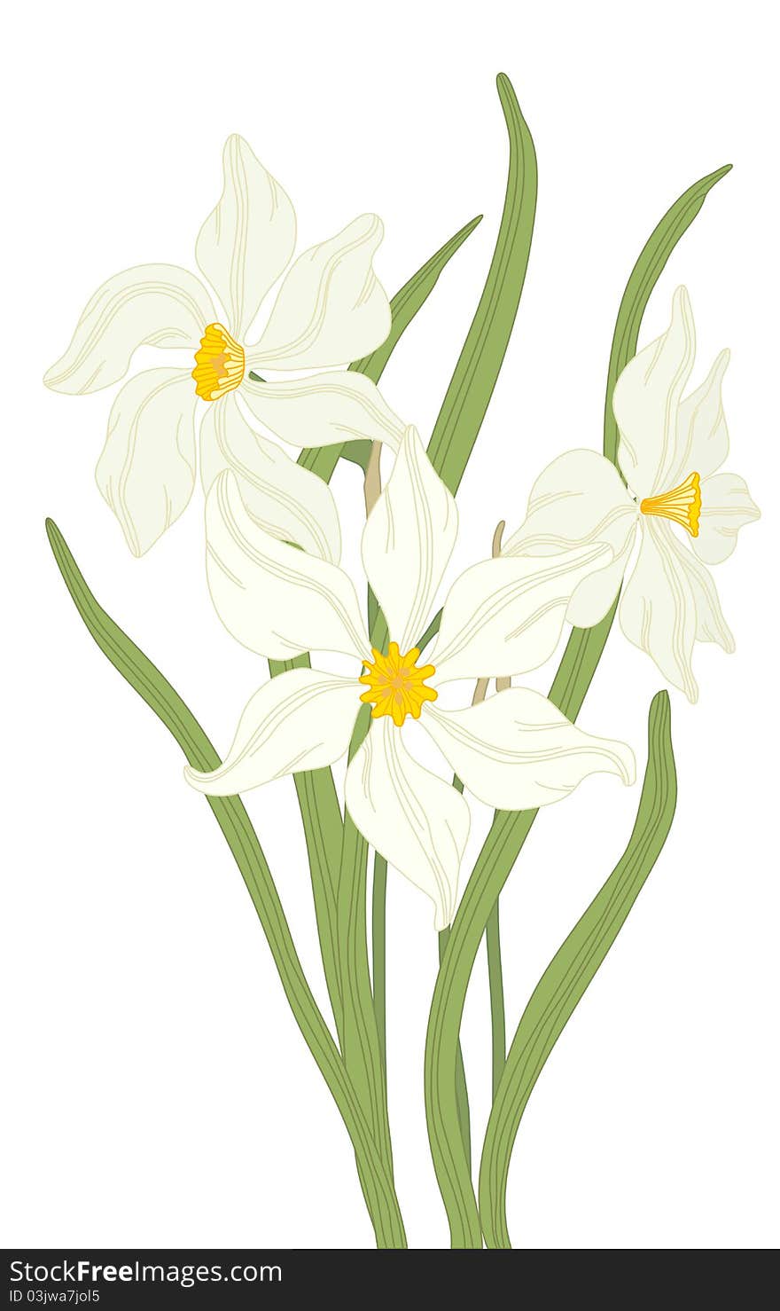 Vector hand drawn fantasy Narcissus and leaves. Vector hand drawn fantasy Narcissus and leaves.