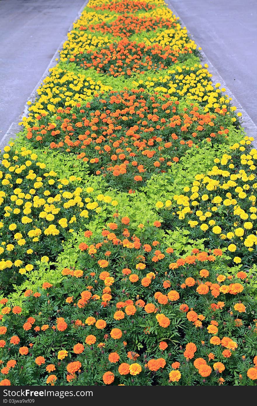 Yellow flowers on the lawn of the city. Yellow flowers on the lawn of the city