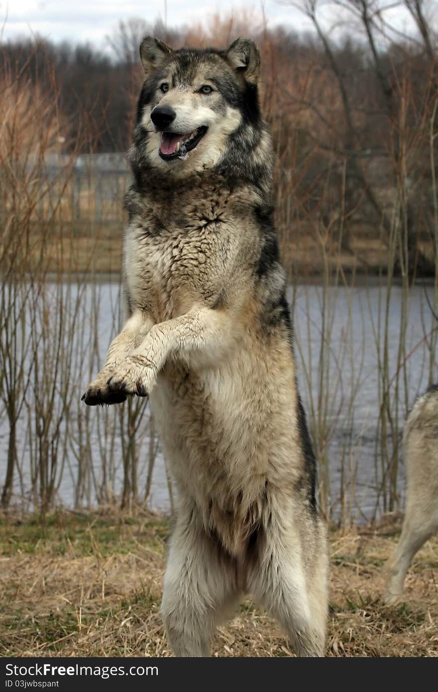 A gray wolf jumping in the air. A gray wolf jumping in the air