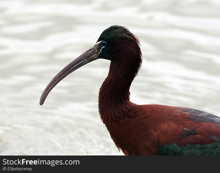 A Glossy Ibis close portrait