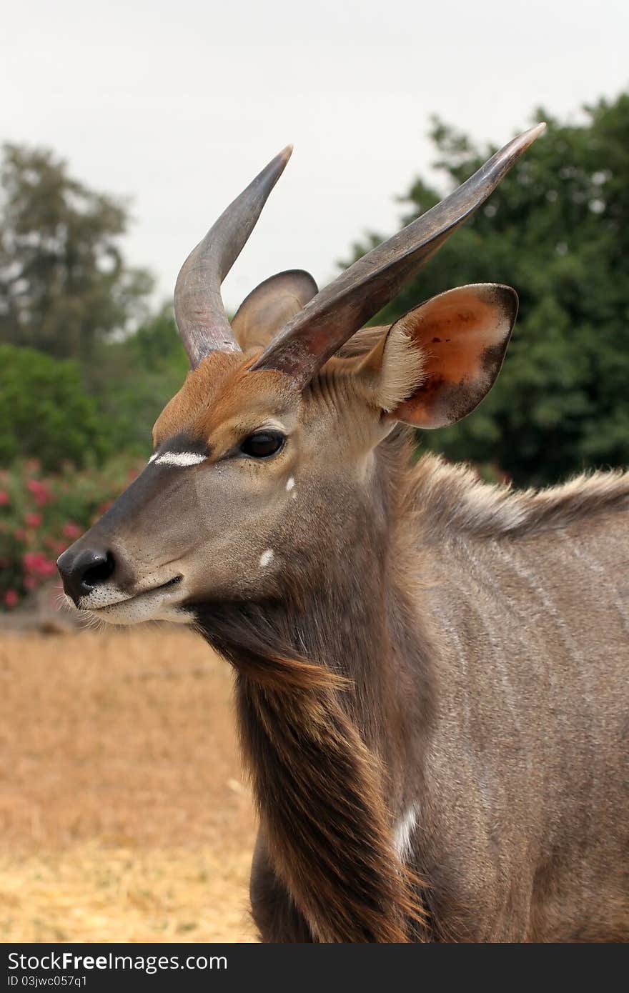 A male nyala antelope portrait