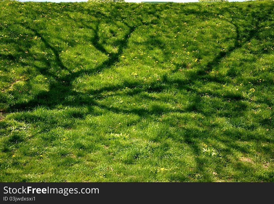 Beautiful grass lawn with shadows of a tree on it. Beautiful grass lawn with shadows of a tree on it