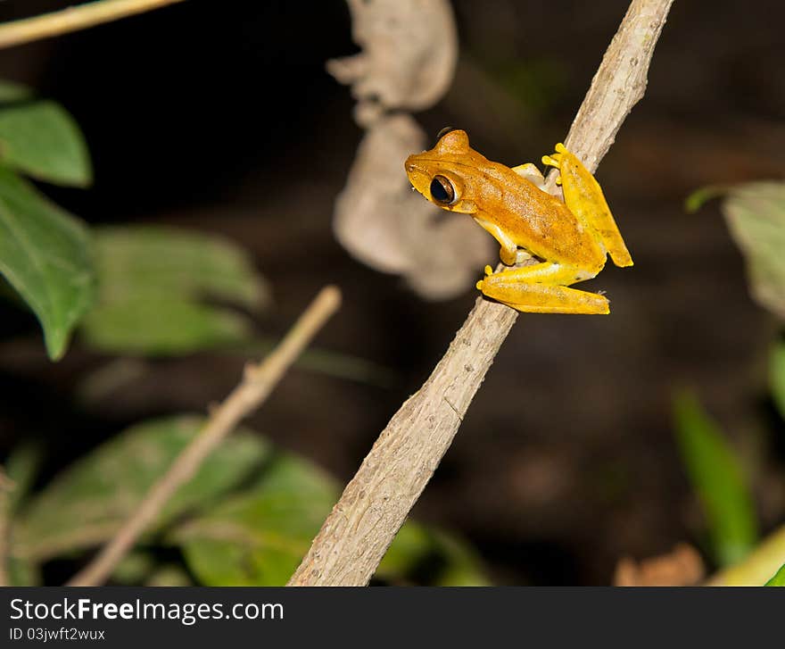 An Orange Hyla Frog About To Jump