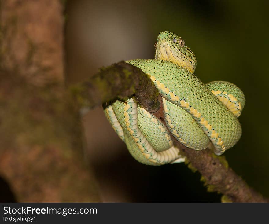 The Pit Viper ( Bothrops) likes to stay on trees where it is able to remain unmovable for weeks. The Pit Viper ( Bothrops) likes to stay on trees where it is able to remain unmovable for weeks.