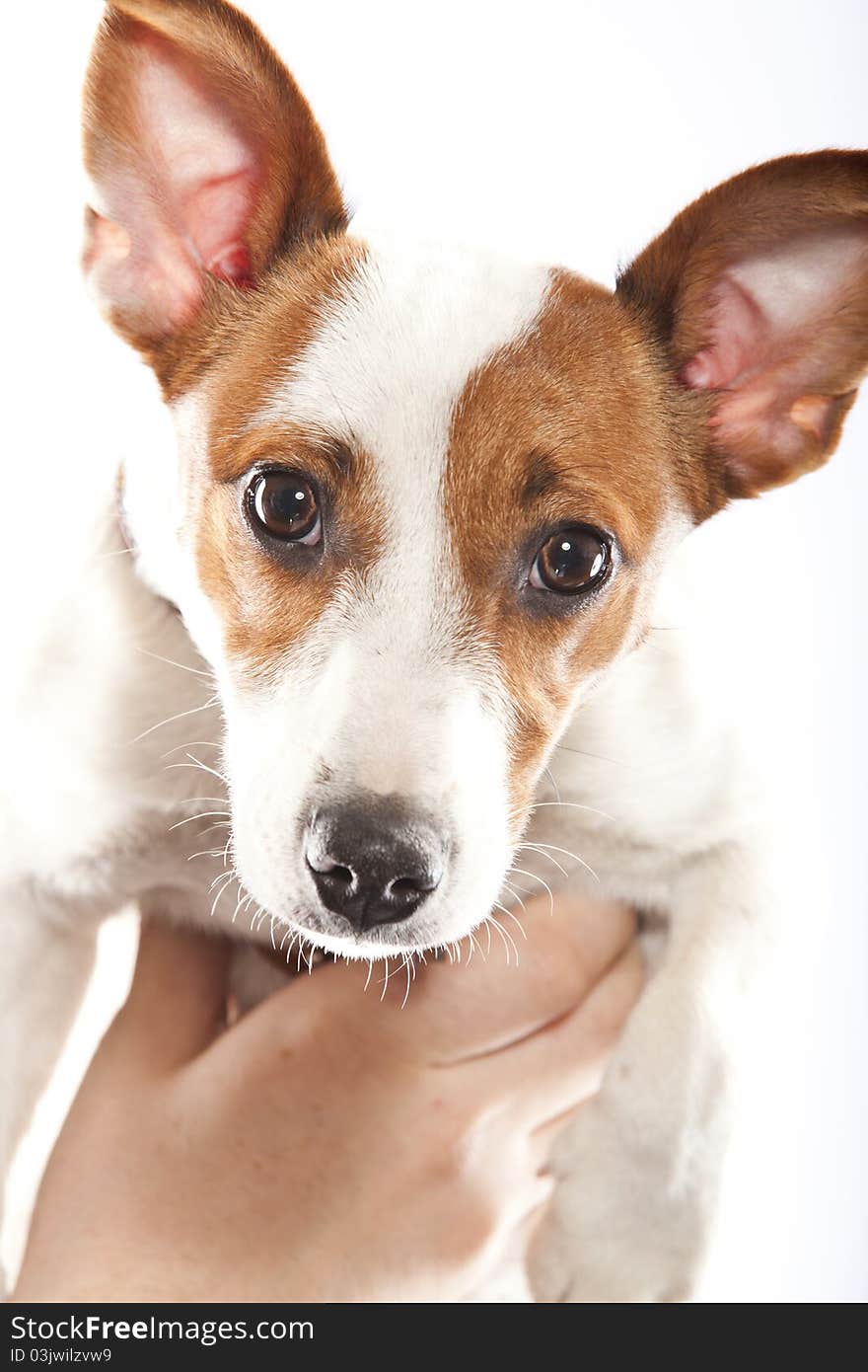 Jack russel terrier in the hand