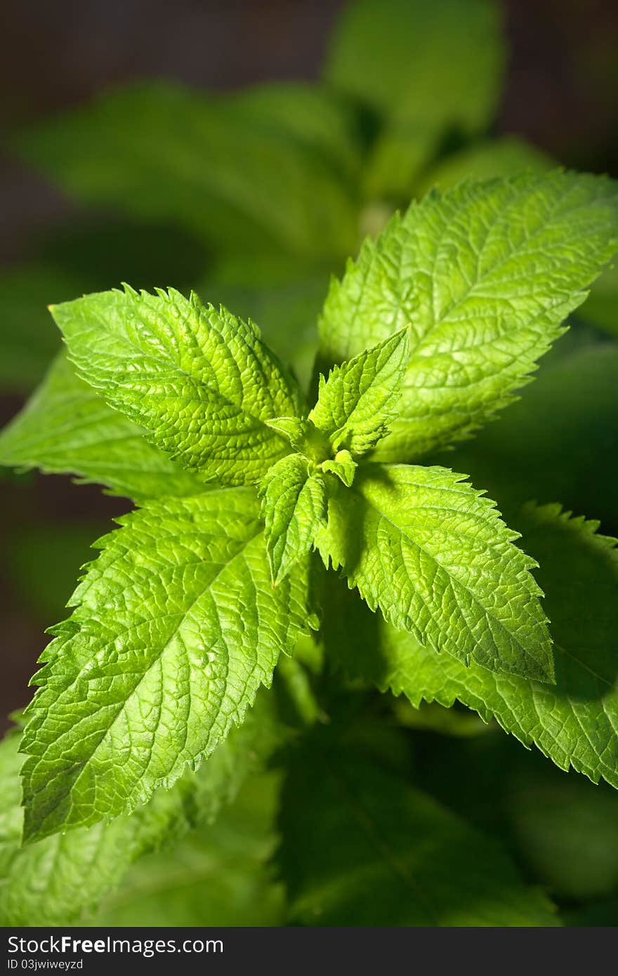 Macro photo of a fresh mint herb. Macro photo of a fresh mint herb