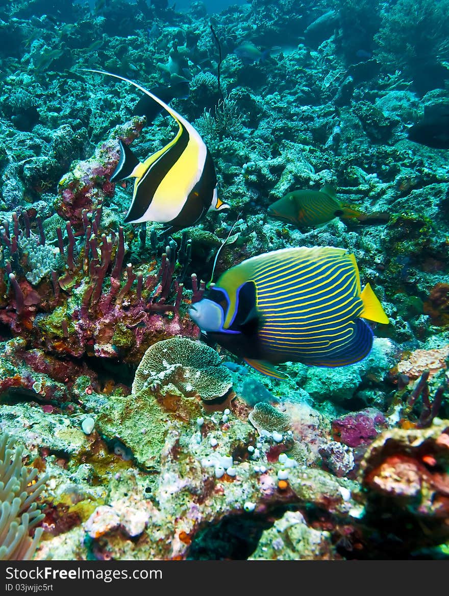 Moorish idols ((Zanclus cornutus) and emperor angelfish (Pomacanthus imperator), Indonesia. Moorish idols ((Zanclus cornutus) and emperor angelfish (Pomacanthus imperator), Indonesia