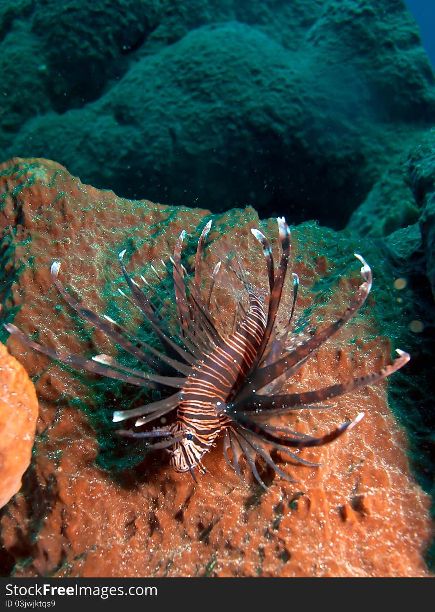 Close-up of rare type pf Lionfish (Pterois miles)