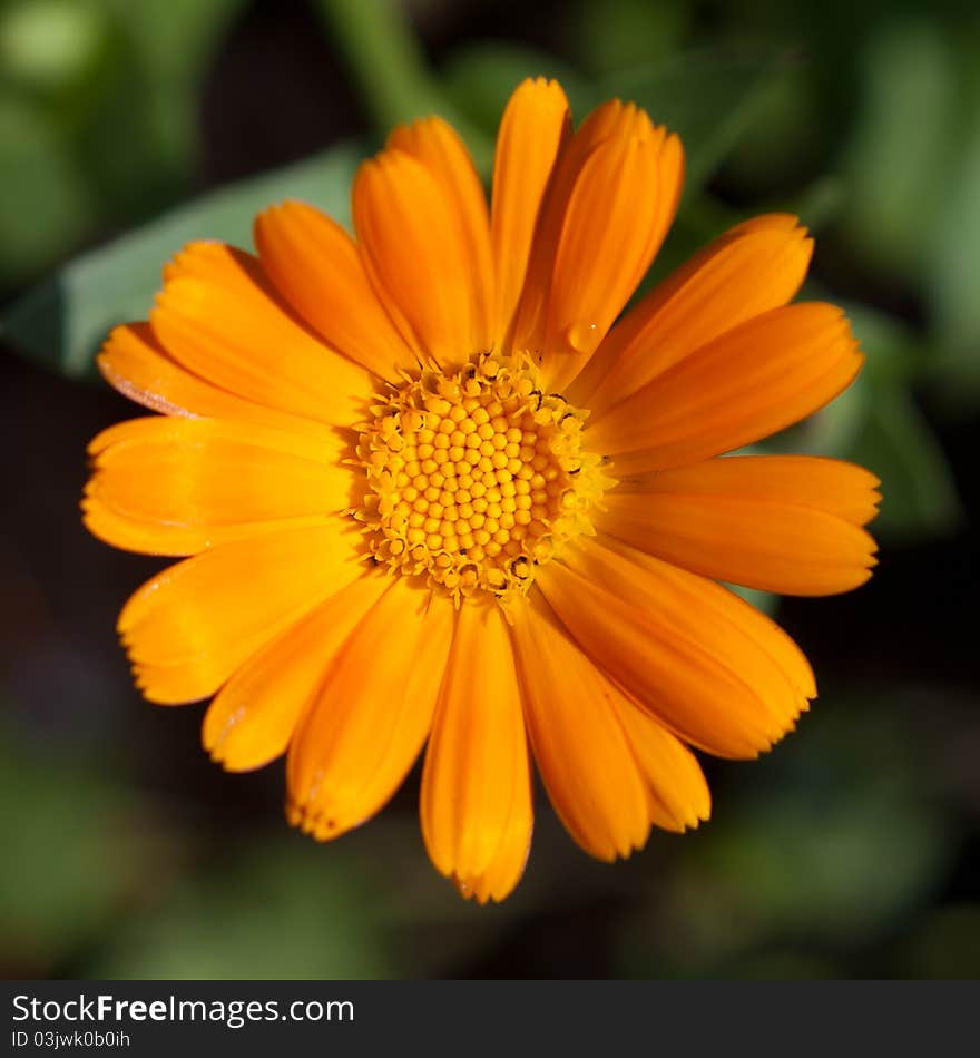 Orange flower closeup