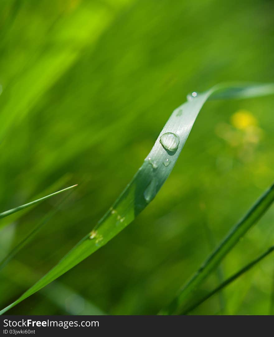 Dew on the grass. Nice background on the weather.