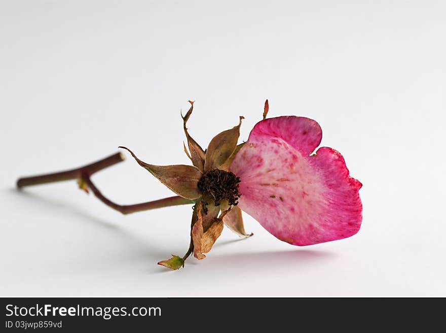 Single dying pink Rose lying on a white background. Single dying pink Rose lying on a white background