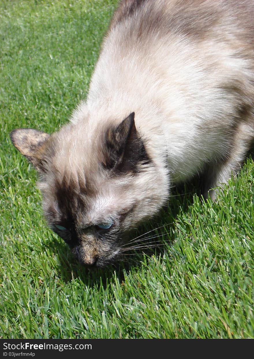 Cat on grass in summer