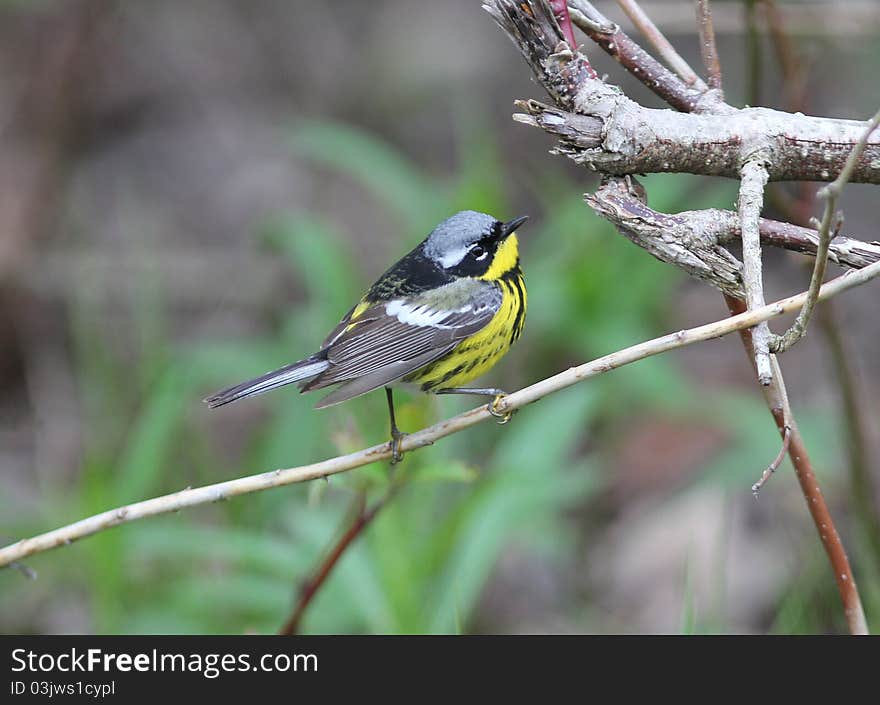 A beautiful yellow,black,white and gray bird perching on red osier dogwood during spring migration. A beautiful yellow,black,white and gray bird perching on red osier dogwood during spring migration.