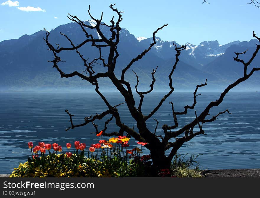 Swiss Riviera, Montreux