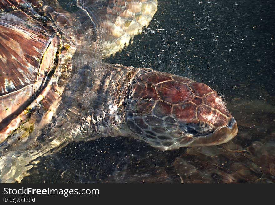 Green Sea Turtle