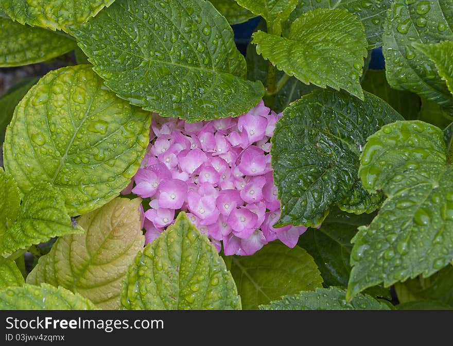 Hydrangea Macrophylla