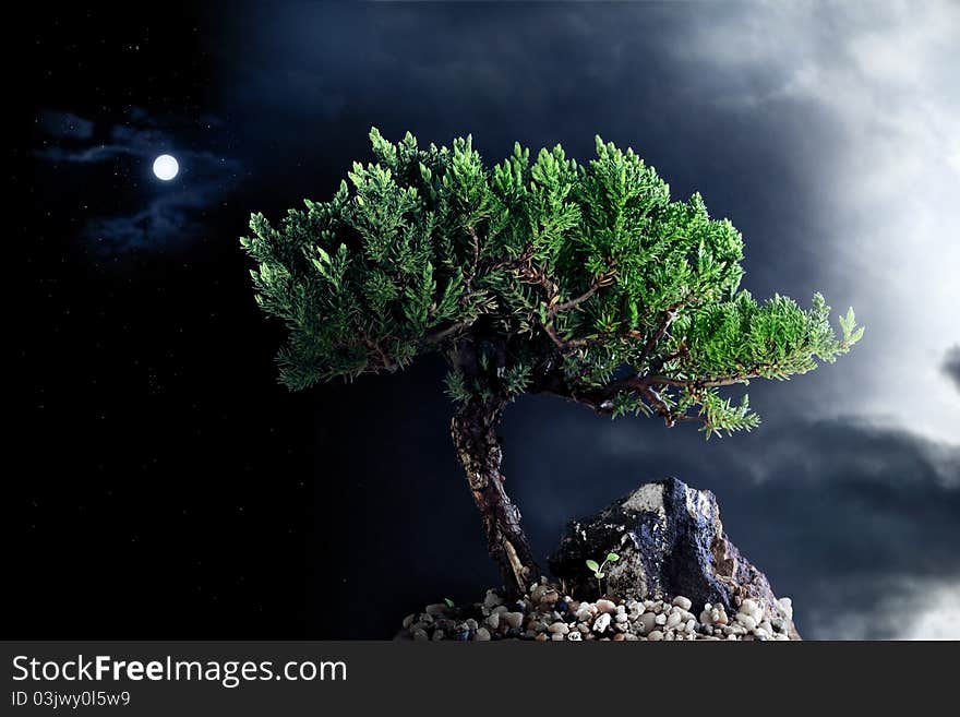 Lonely tree in the night sky with moon, stars, and cloud. Lonely tree in the night sky with moon, stars, and cloud