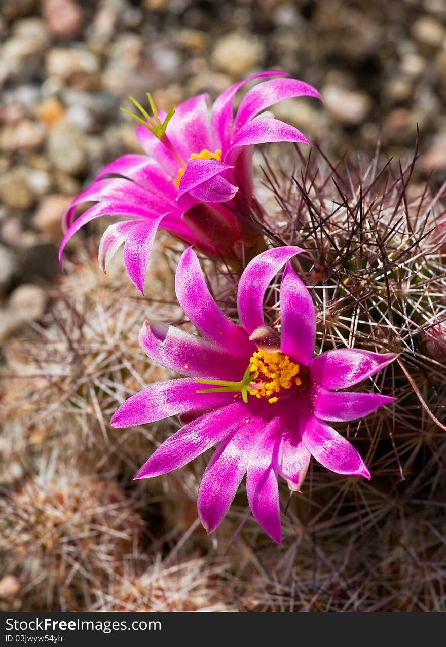 Blowing Mammillaria swinglei in the garden.