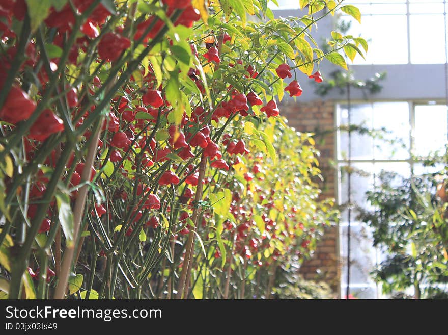 Green house peppers