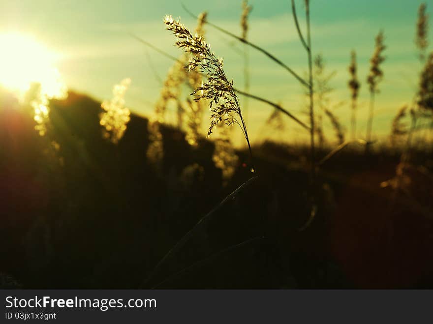 Ear of wheat in light of sunset