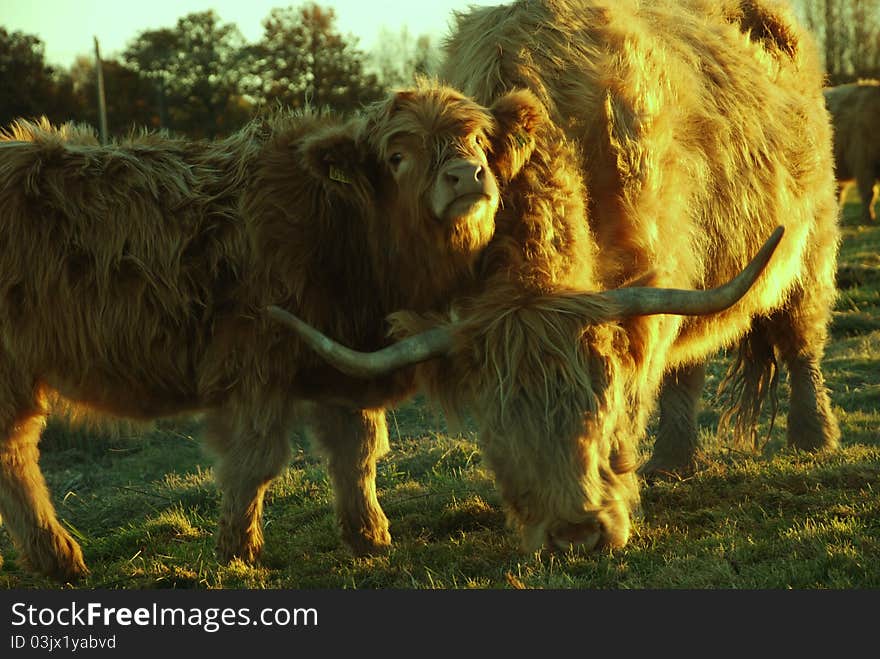 Scottish highland cows