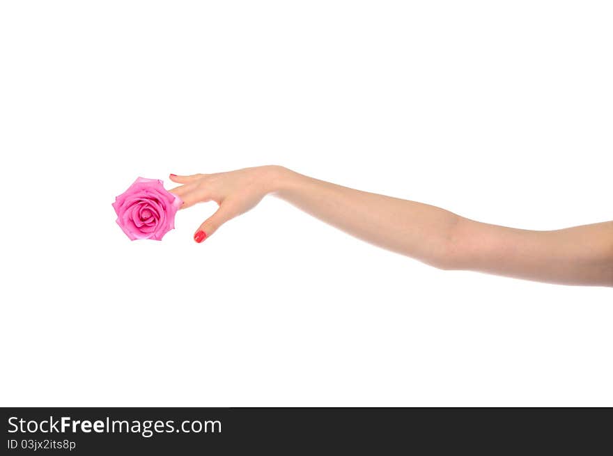 Female hand with pink rose isolated on white