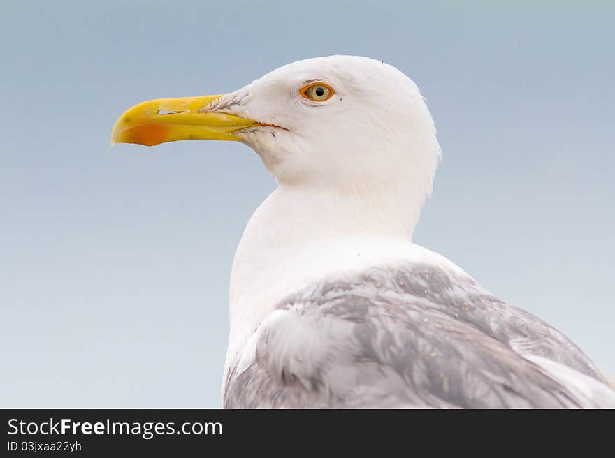 An adult of yellow legged-gull / Larus cachinnans