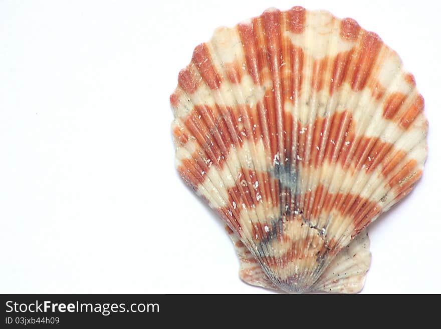 The sea scallop shell on the white background.