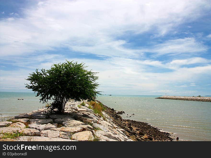 Tree on the rock dam