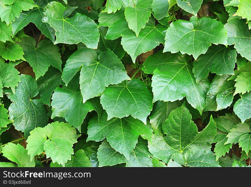 Abstract green leafs background