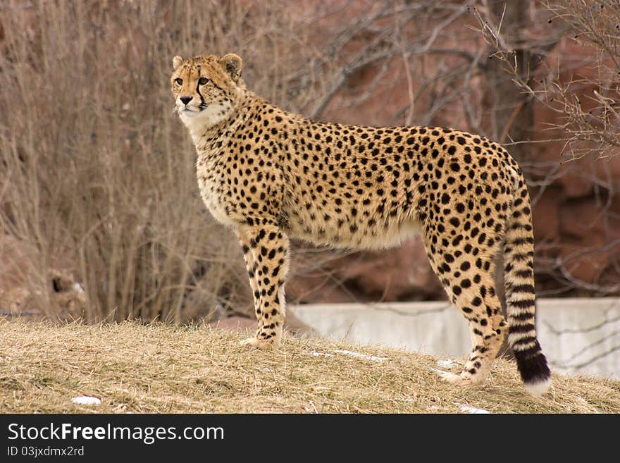 Cheetah watching for prey