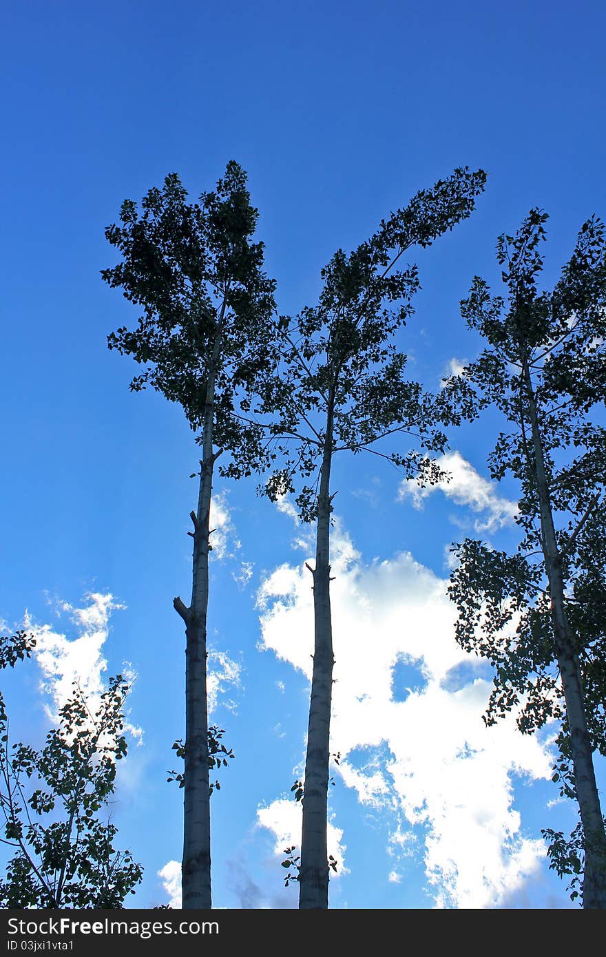 Blue Tree Sky