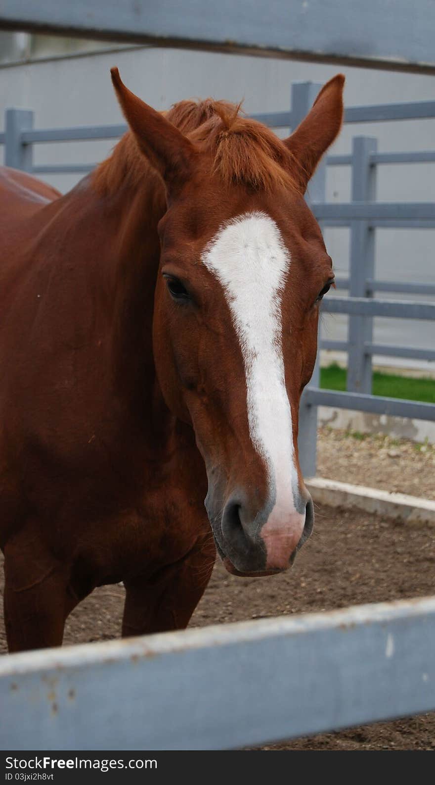 Horse - a russian trotter, race, piebald. Horse - a russian trotter, race, piebald