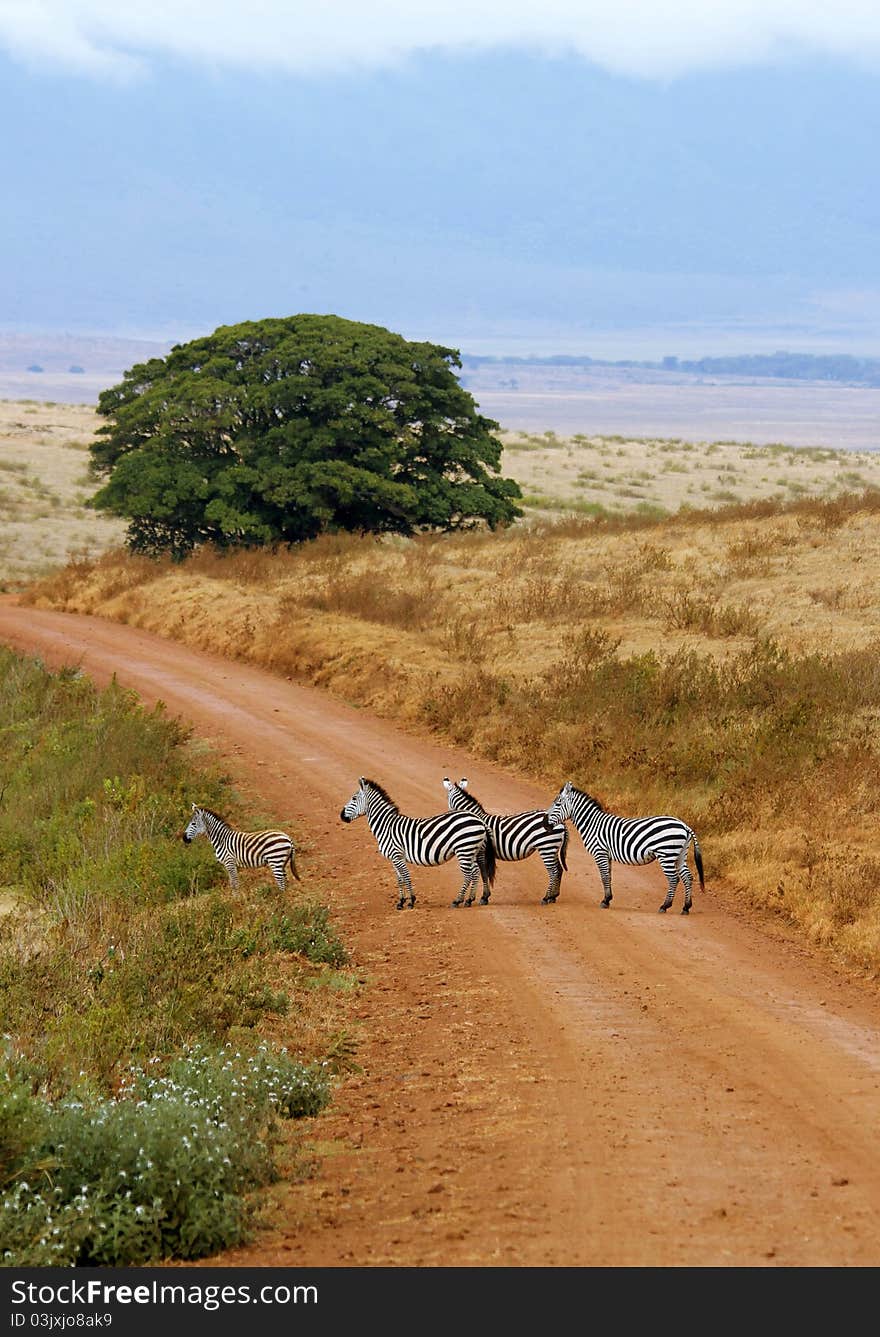 Zebra Of Ngorongoro Crater