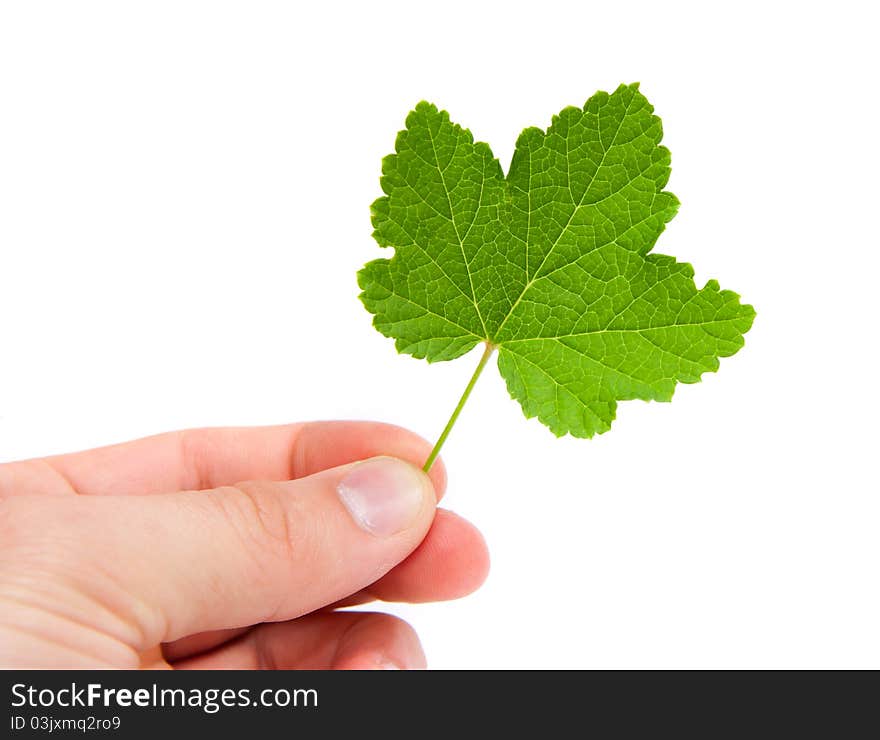 Green leaf in hand on a white background