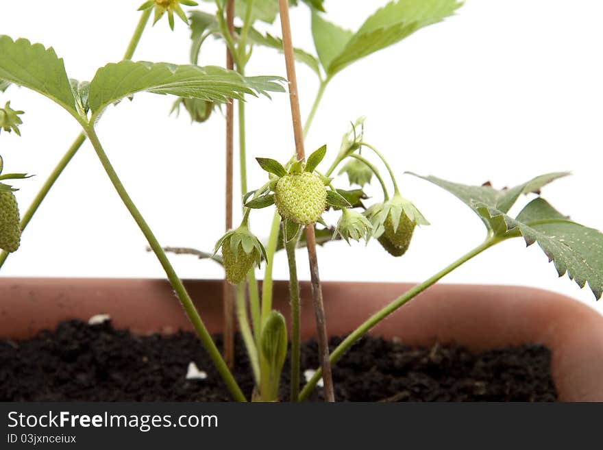 Strawberry plant with unripe strawberry